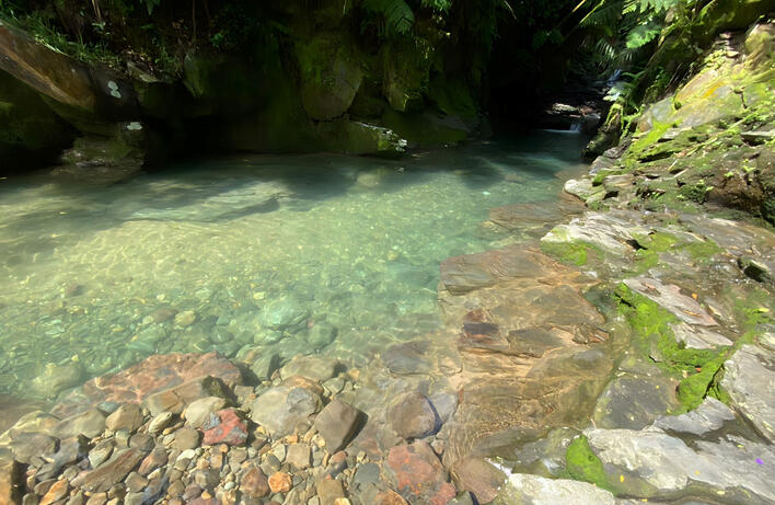 Bogor, Indonesia - Mei 12, 2023; a bright sunlight perfect match with the nature from Bogor Indonesia; Bogor, Indonesia - Mei 12, 2023